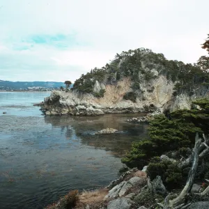 Cupressus macrocarpa, Point Lobos