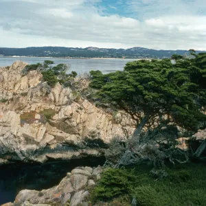 Cupressus macrocarpa, Point Lobos