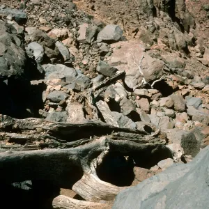 Guadalupe Island, dead oak, Oak Canyon