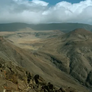 Guadalupe Island