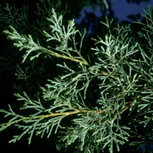 Guadalupe Island, Cupressus