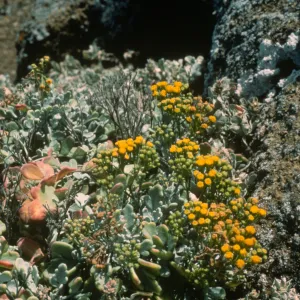 Guadalupe Island, Perityle incana, outer islet