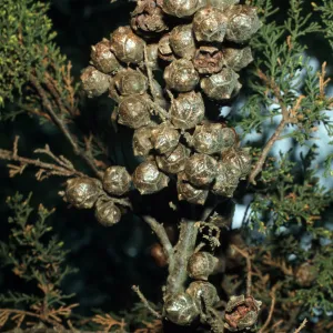 Cupressus goveniana, SBBG M 62