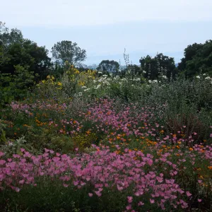 Upper end of meadow, SBBG