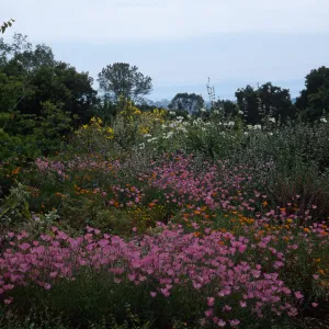 Upper end of meadow, SBBG