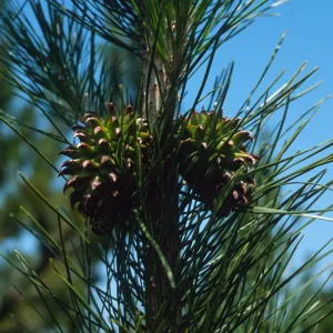 Santa Cruz Island, Pinus muricata, Pelican-Prisoners Trail