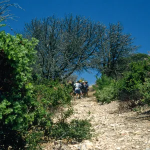 Santa Cruz Island, China Pines, after fire of December, 1994