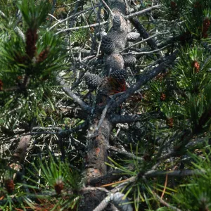 Santa Cruz Island, Pinus remorata, Christy Pines