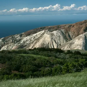 Santa Cruz Island, China Pines