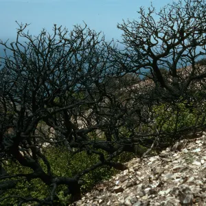 Santa Cruz Island, China Pines, after fire of December, 1994