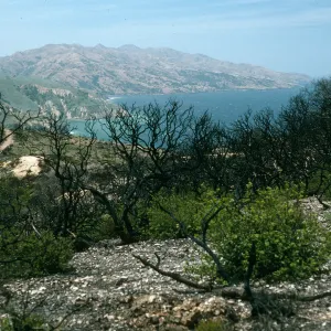 Santa Cruz Island, China Pines, after fire of December, 1994