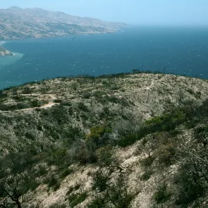 Santa Cruz Island, China Pines, after fire of December, 1994