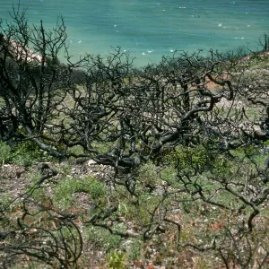 Santa Cruz Island, China Pines, after fire of December, 1994