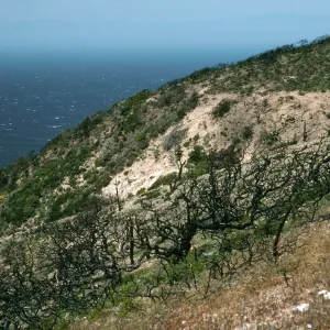 Santa Cruz Island, China Pines, after fire of December, 1994