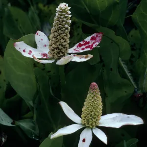 Santa Cruz Island, Anemopsis californica, Prisoners Harbor