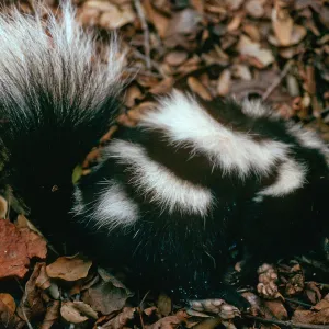 East Santa Cruz Island , spotted skunk from Scorpion Ranch