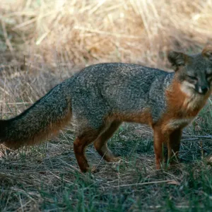 Santa Cruz Island, island fox, East of navy base