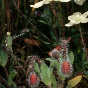 Platystemon californicus, China Harbor