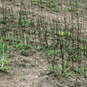 Santa Cruz Island, Foeniculum, 1990 burn, China Harbor