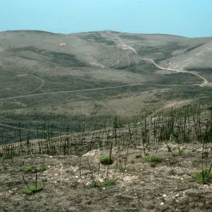 Foeniculum, 1990 burn, China Harbor