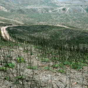 Santa Cruz Island, Foeniculum, 1990 burn, China Harbor