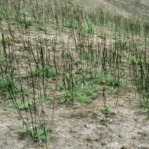 Santa Cruz Island, Foeniculum, 1990 burn, China Harbor