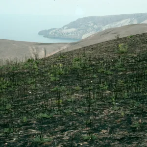 Foeniculum, 1990 burn, China Harbor