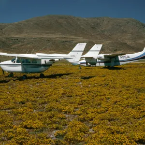 Santa Cruz Island, Islander Skymaster, Forneys Cove