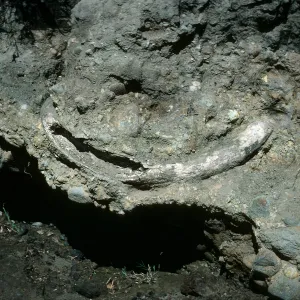 Santa Cruz Island, mammoth tusk, upstream from Christy Ranch