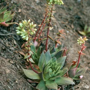 Santa Cruz Island, Dudleya candelabrum, Valley Road, near Buena Vista