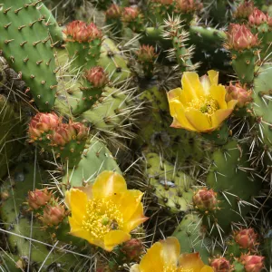 Opuntia (Prickly-pear), Dicks 