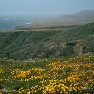 Layia (tidy tips), road to Fraser Point
