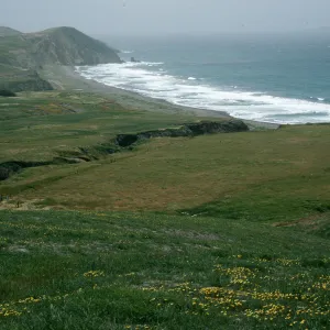 Santa Cruz Island, Christy Beach, Layia (tidy tips)