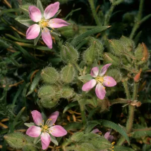 Spergularia macrotheca, Northwest coast