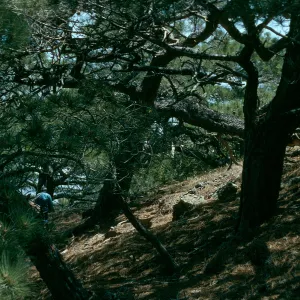 Santa Rosa Island, Torrey Pines