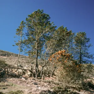 Santa Rosa Island, main road near Black Mountain
