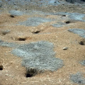 West San Benito Island, bird burrows