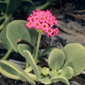 Abronia maritima, Goleta Beach