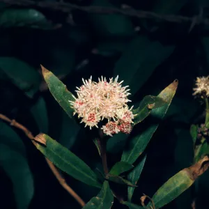 Baccharis viminea, Point Mugu, specimen M1226
