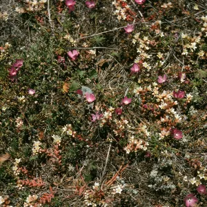 Dudleya nesiotica, Sidalcea, Santa Cruz Island, Forneys Cove