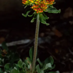 Eriogonum (wild buckwheat) , SBBG