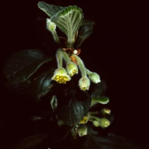 Cercocarpus traskiae, Wrigley Garden, Catalina Island