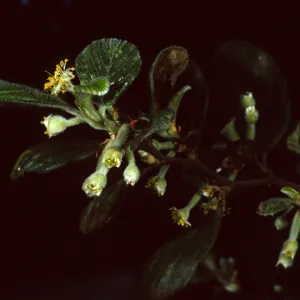 Cercocarpus traskiae, Wrigley Garden, Catalina Island