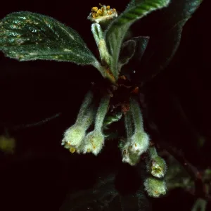 Cercocarpus traskiae, Wrigley Garden, Catalina Island