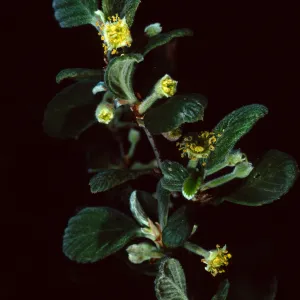 Cercocarpus traskiae, Wrigley Garden, Catalina Island