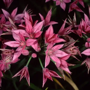 Allium, SBBG