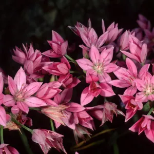 Allium, SBBG