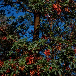 Arbutus menziesii, Reagan Ranch, Refugio Canyon
