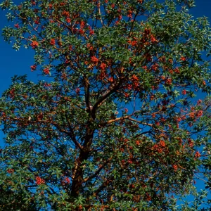 Arbutus menziesii, Reagan Ranch, Refugio Canyon