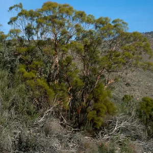 Adenostoma sparsifolium, near Big Rocks, San Luis Obispo County